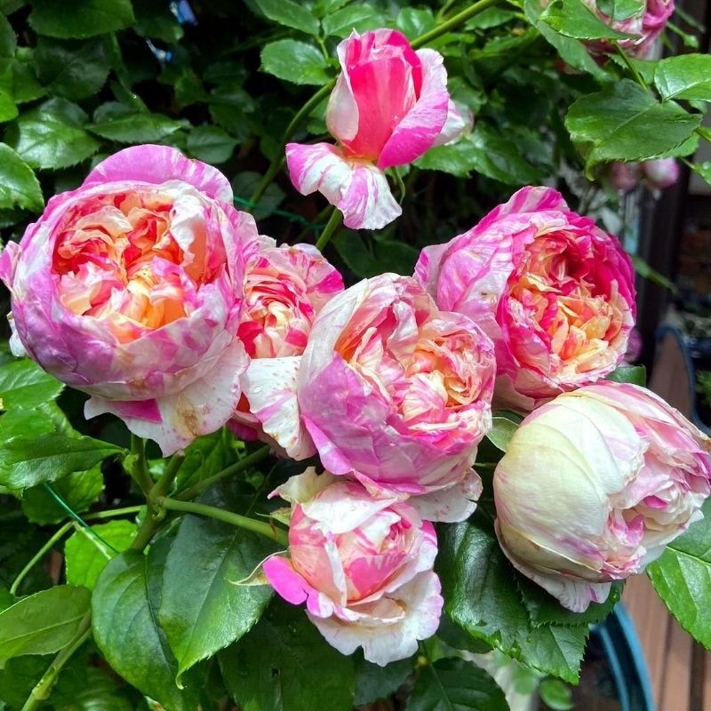 Mawar Import JULIE AUDREY - Tanaman Bunga Mawar Impor Julie Audry