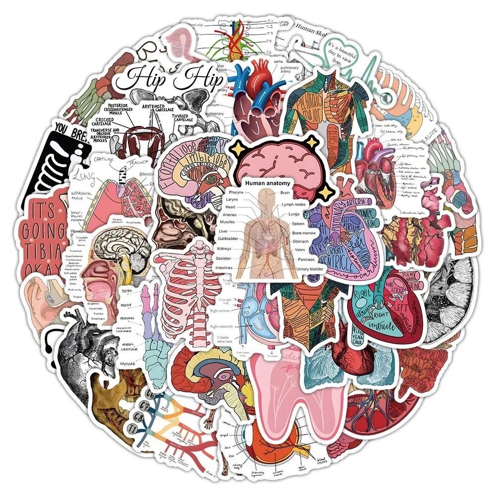 

50pcs Human Body Science Anatomy Stickers Pack Laptop Phone Case DIY Sticker Journal Accessories Scrapbooking Supplies Toys