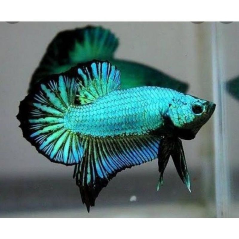 PAKAN+ betta fish cupang plakat dragon besgel
