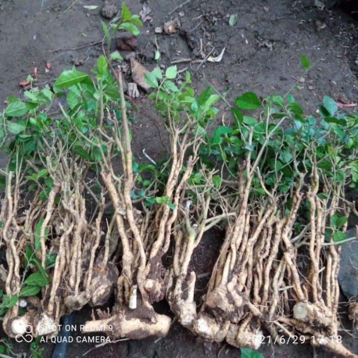 

4 batang bahan gruping serut asli dongkelan . .