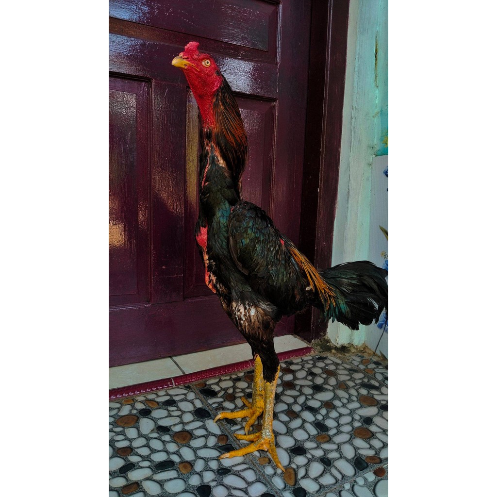 

Telur ayam bangkok shamo jepang / ayam petarung aduan untuk ditetaskan