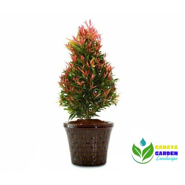 TANAMAN HIAS PUCUK MERAH 50 CM TANAMAN PAGAR PUCUK MERAH TANAMAN HIAS HIDUP PUCUK MERAH TANAMAN PAGA