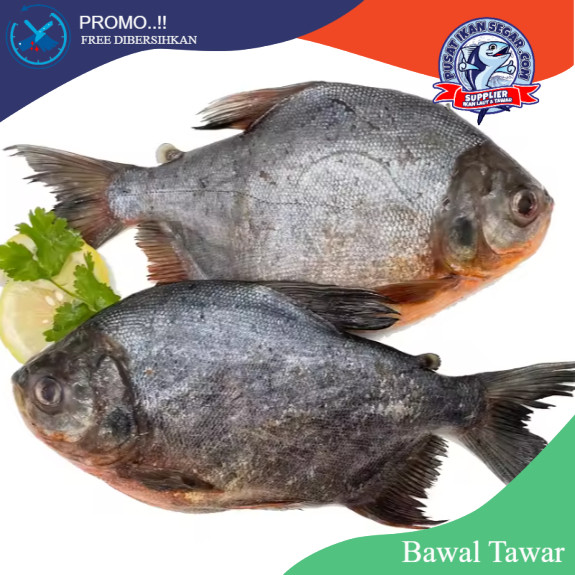 

IKAN BAWAL AIR TAWAR 1kg | Promo Free Dibersihkan