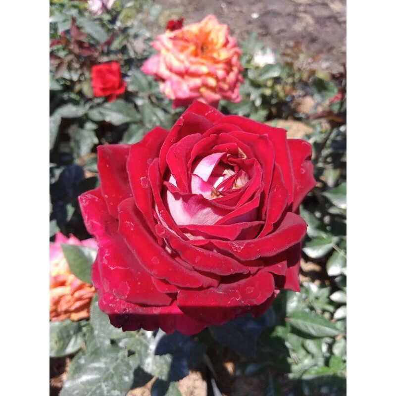 Tanaman Hias Bunga Mawar Red Vanilla Holland - Mawar Merah Belanda Wangi Lembut - Dekorasi Mewah