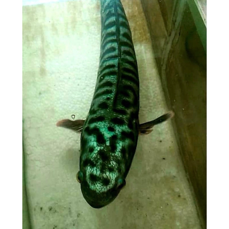 toman anakan ukuran 3 cm bahan hijau