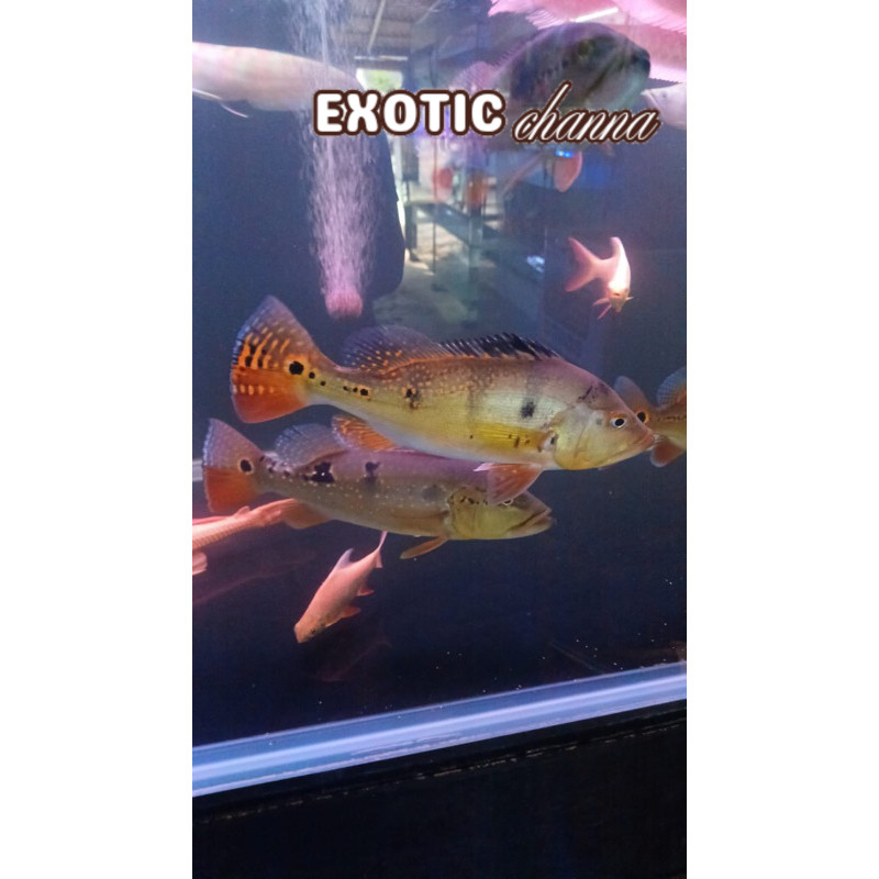 Perlengkapan akuarium ikan Pbas kalberi 4-6 cm cod