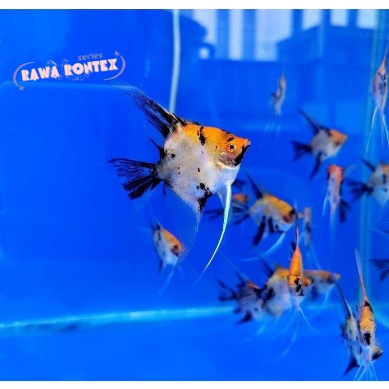 Hiasan aquascape Ikan Layang-Layang / Angelfish / Manfish Red Devil Koi nyeni mase