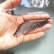 hiasan akuarium BELIDA BANGKOK UK 8-12 CM - IKAN HIAS TERMURAH