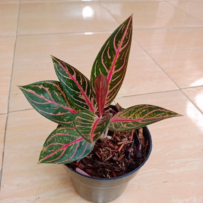 tanaman hias aglonema red sumatra - pohon aglaonema red sum