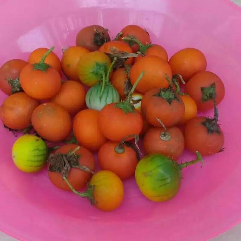 

COD buah terong pari 250 Grm terong duri sp hutan terong cina mega store ready