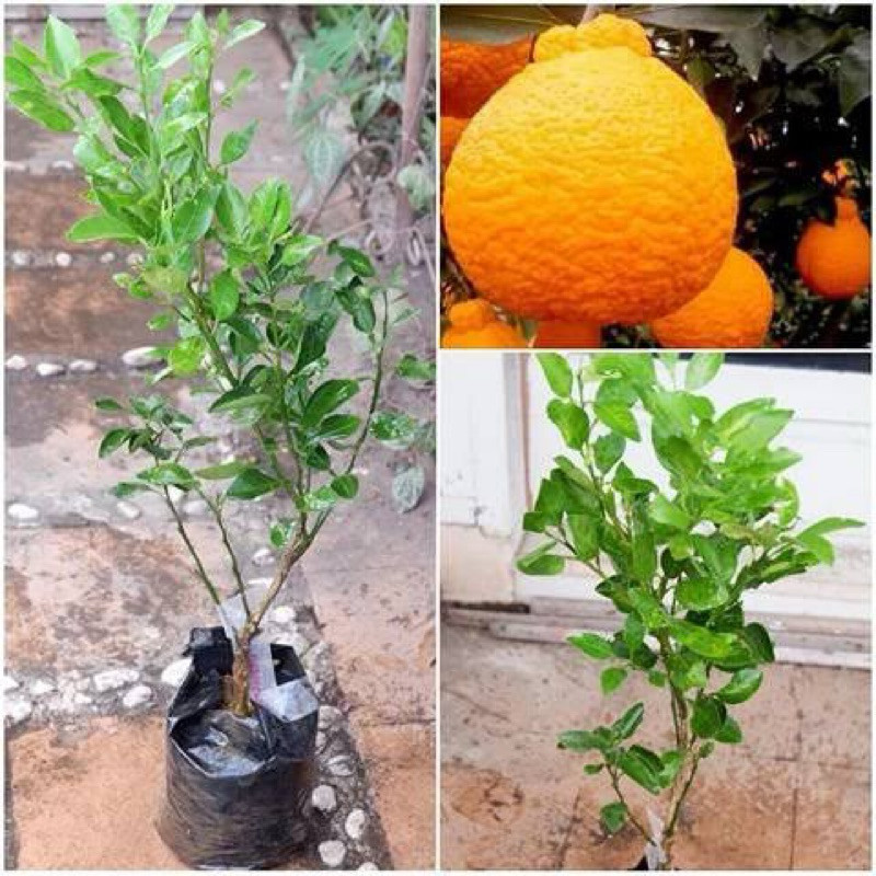 bibit jeruk dekopon sudah berbuah asli jepang