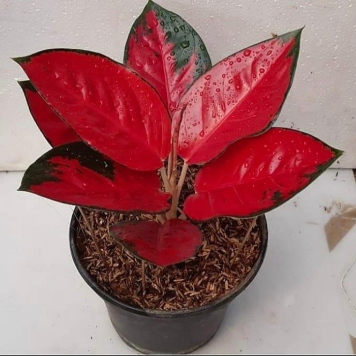 tanaman hias Aglonema suksom jaipong - pohon aglaonema suksom merah