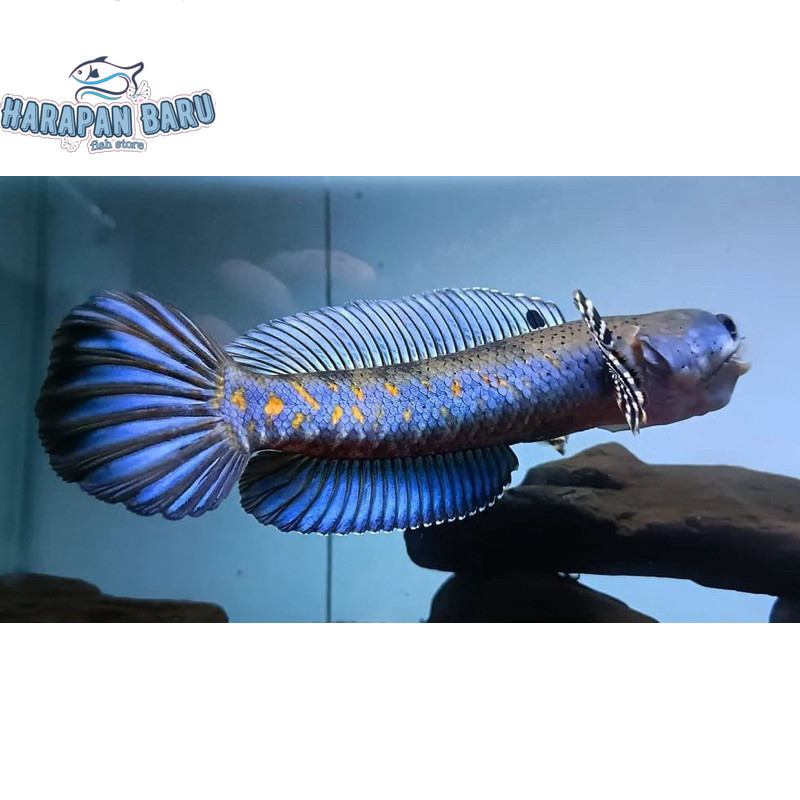 Pemanis akuarium Blue Pulchra Full dot & Yellow Spot Kontes 6-12cm Bergaransi Bisa cod