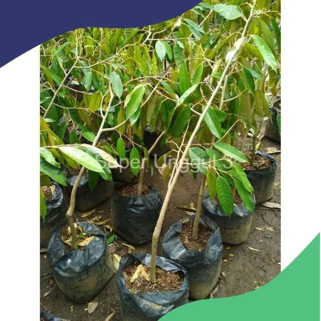 PAKET 3 bibit Durian Musangking bawor dan montong