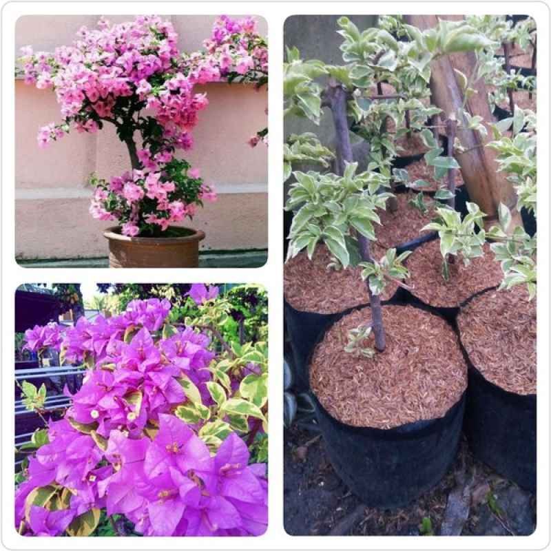Tanaman Hias Bunga Bougenville Varigata - Bunga Bonsai Bougenville Varigata Berbunga