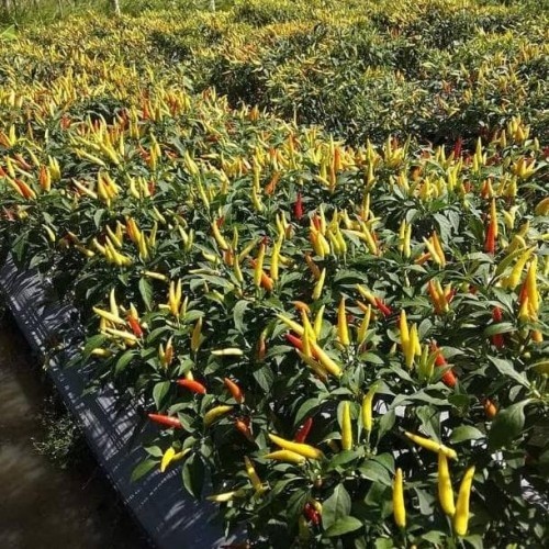 READY! RIPACK! 20 Benih Bibit Cabe Rawit Setan DEWATA 43 F1 (B.B.01)