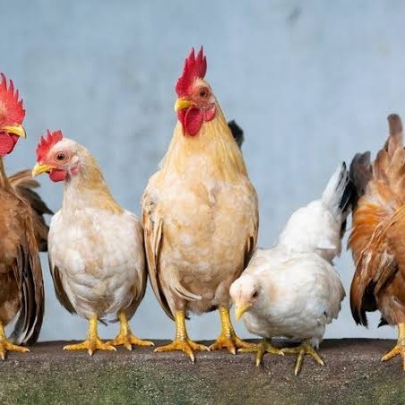 

Telur ayam elba / telur ayam hias / telur ayam fertil siap tetas