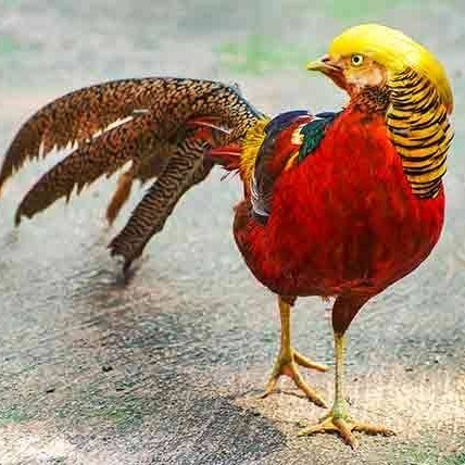 telur ayam golden pheasant hias fertil asli siap ditetaskan - golden pheasant