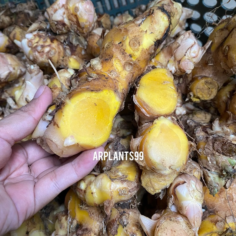 

Bangle / Panglai Segar Organic 500 Gram