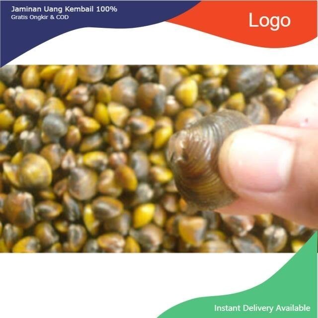 Remis sungai obat herbal liver penyakit kuning cece haremis kerang kuning order masuknabru ambil