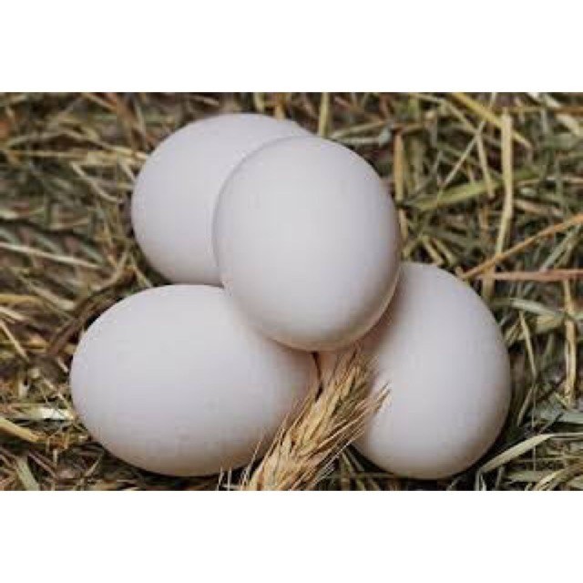 

Telur ayam jawa ayam kampung asli 10 butir - Anugrah Megah