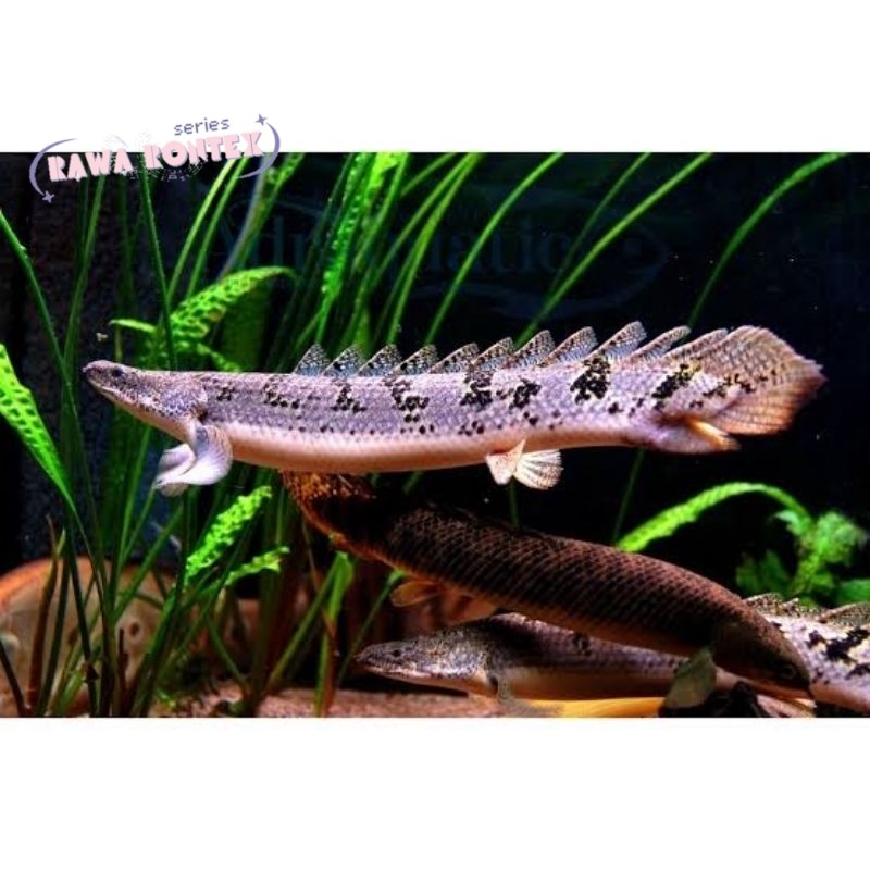 hiasan akuarium Palmas Delhezi Size 7-8 Cm TERMURAH