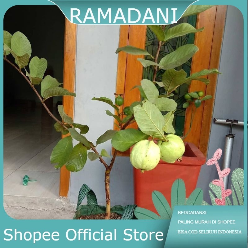 BIBIT TANAMAN BUAH JAMBU CRISTAL CANGKOK( dikirim sudah berbuah)