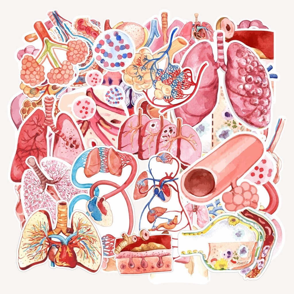 

PROMO(random)cetak stiker satuan murah edisi ANATOMI-watercolor/health stiker/murah/random stiker