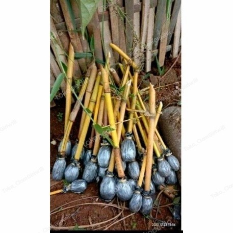 SIAP TANAM BIBIT BAMBU KUNING ASLI TANAMAN HIAS BAMBU KUNING