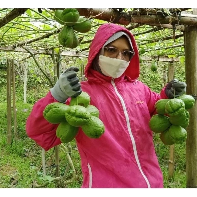 

Labu Siam | Sayur Labu Siam | Labu Siam Fresh 500grm .