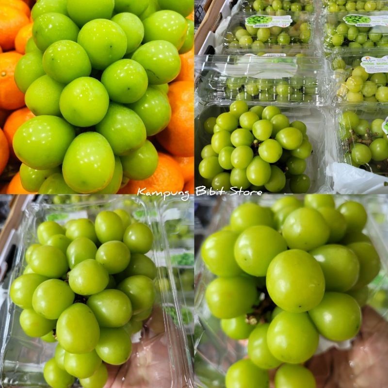 tanaman Bibit Anggur Import Shine Muscat 100%