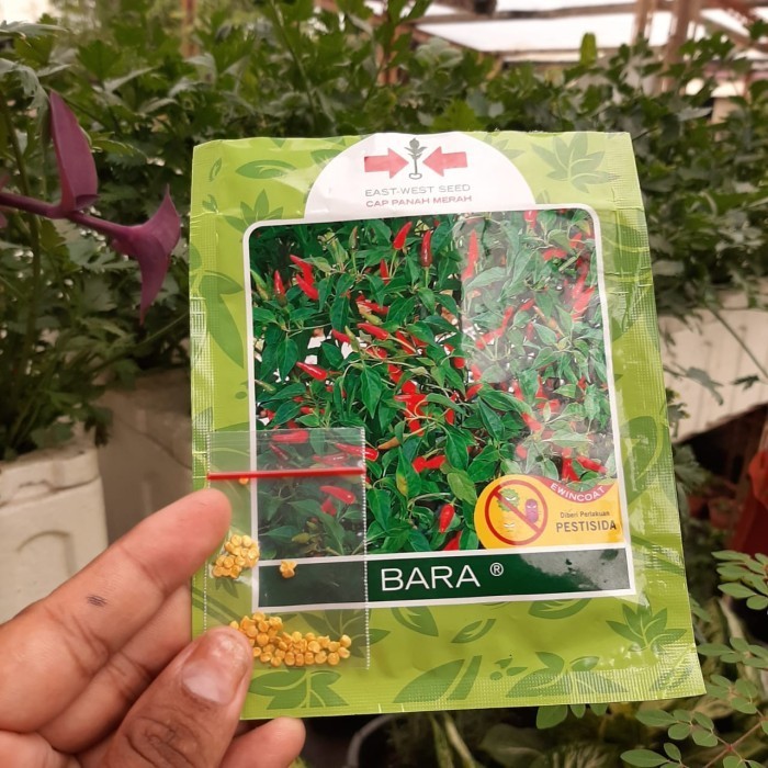 Bibit Benih Cabe Bara Panah Merah (Cabe Caplak/ Setan) Kemasan Repack TERBARU