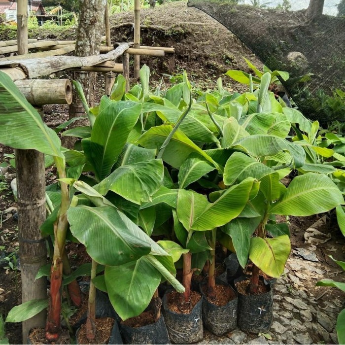 BIBIT PISANG TANDUK-BIBIT TANAMAN BUAH PISANG TANDUK-BIBIT BUAH PISANG