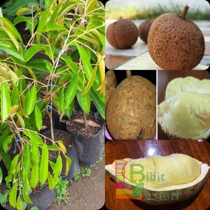 Bibit Durian Gundul Langka Cepat Berbuah - Durian Gundul Okulasi