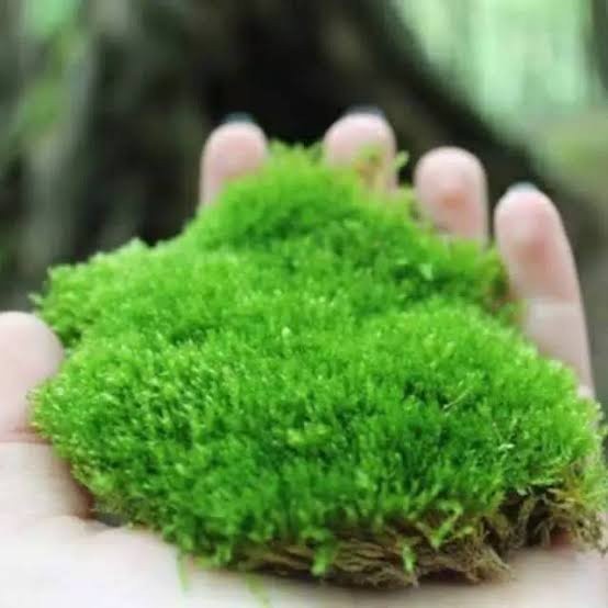 Moss mutiara | lumut terrarium | lumut aquascape | Moss forest