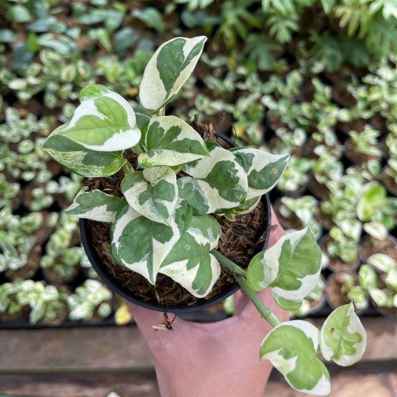 BISA COD tanaman sirih enjoy sri gading enjoy