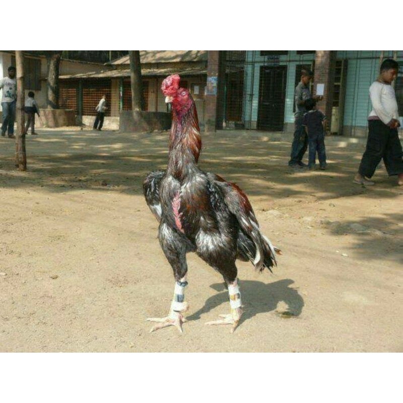 

TELUR AYAM GORDZILLA BIG JUMBO UNTUK DI TETASKAN
