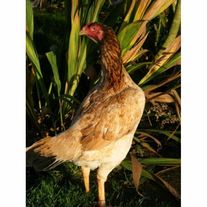 

Telur Ayam bangkok shamo jepang / ayam petarung aduan bisa ditetaskan