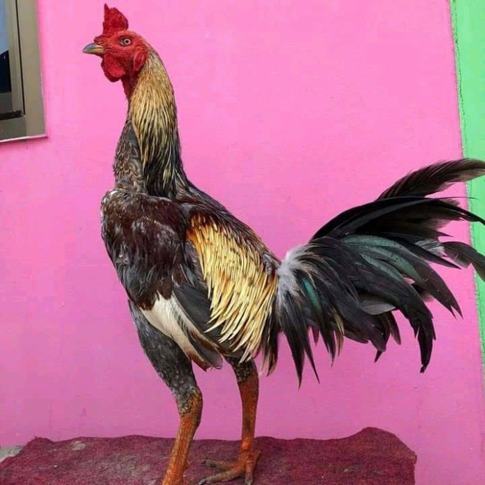 

Telur ayam bangkok pama mangon petarung fertil untuk ditetaskan