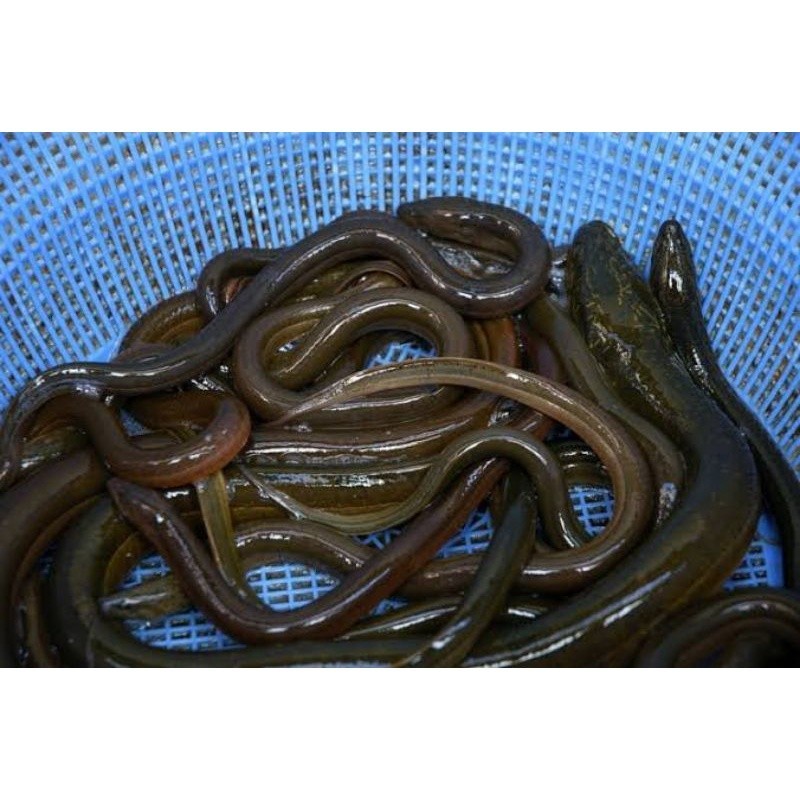 

TERMURAH Belut Segar / Ikan Belut / Eel 500gr - 1kg | Sayur online