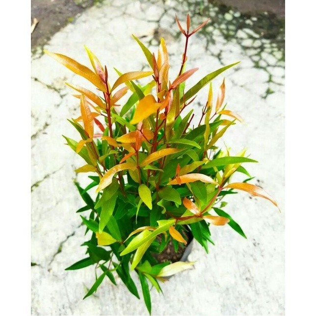PROMO Pucuk Merah Subur