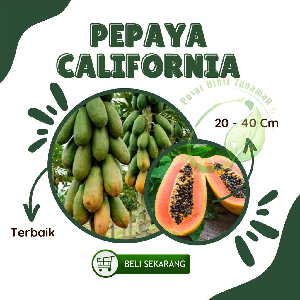 Bibit Pepaya California siap tanam