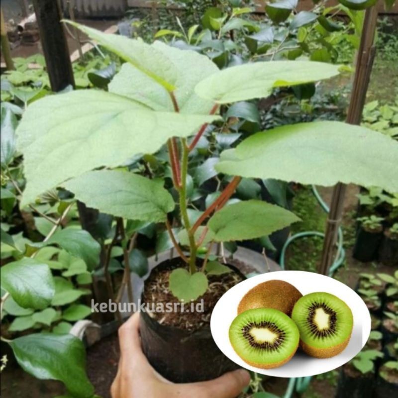 Bibit Tanaman Buah Kiwi siap berbuah