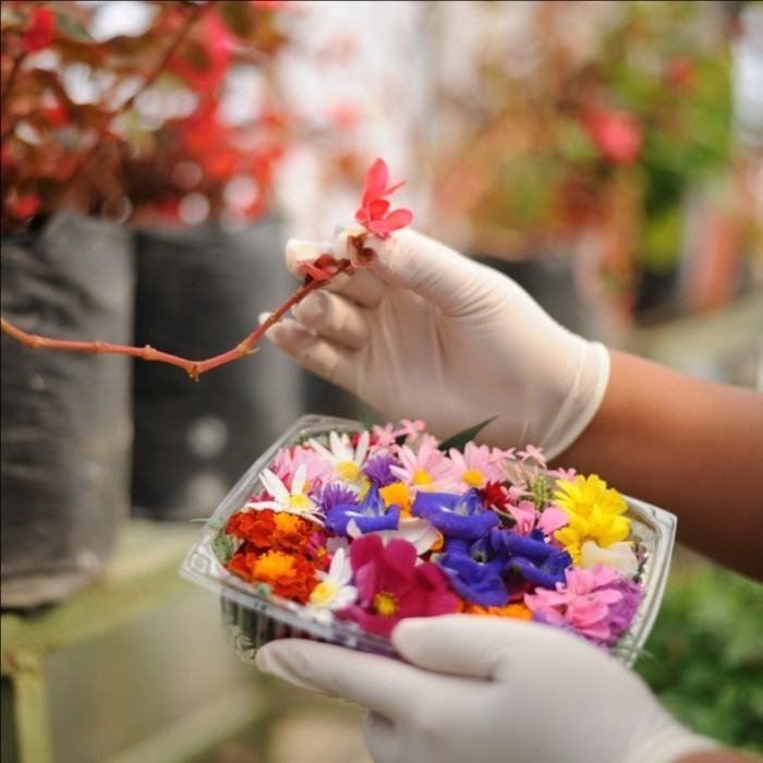 

Edible Flower Mix Segar 50 gram Amazing Farm