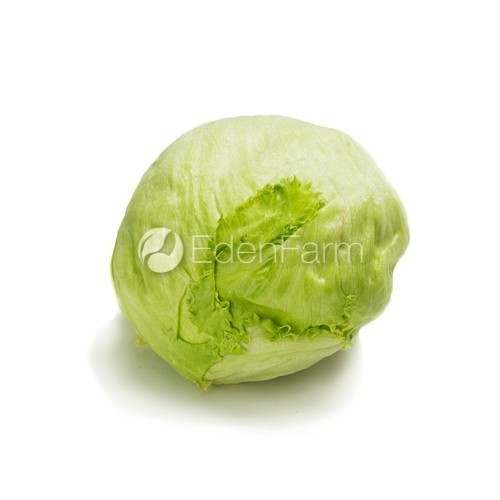 

Sayur Head Lettuce/ Iceberg Lettuce 1/2 Kg - 500 Gram