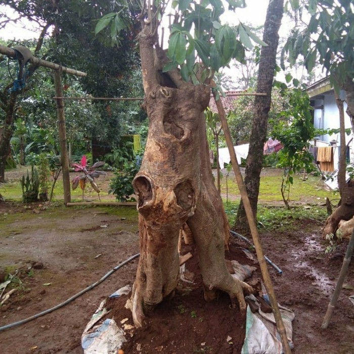 Bibit Pohon Pule-Bibit Tanaman Pule-Bibit Tanaman Hias Pohon Pule