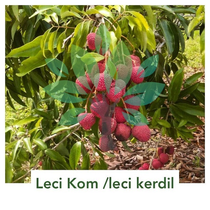 Bibit Tanaman Buah Leci Kom Cangkok-Bibit Pohon Buah Leci Kerdil