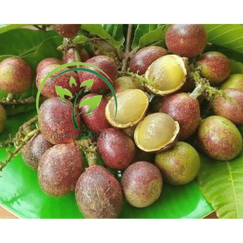 BIBIT BUAH MATOA SUPER UNGGUL