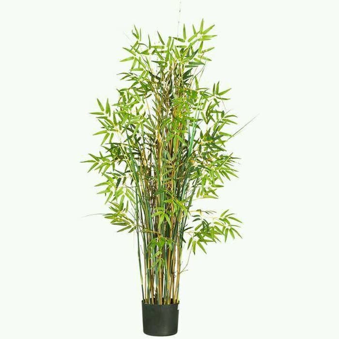 Bibit Tanaman Pohon Bambu Kuning Mini/7PCS