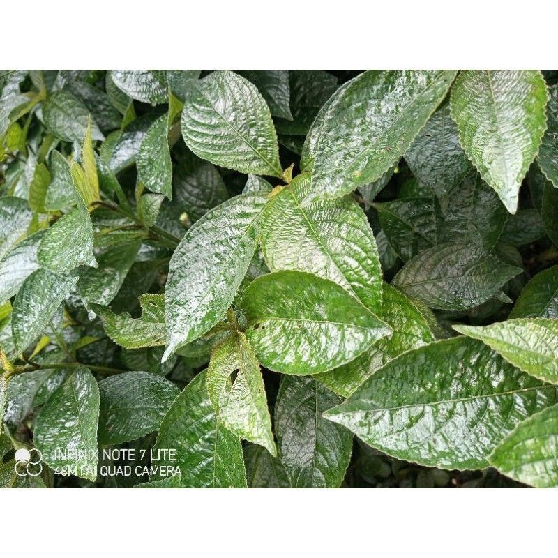 

COD - COD Daun keji beling atau pecah beling segar 500gram/1 kg store69 ready